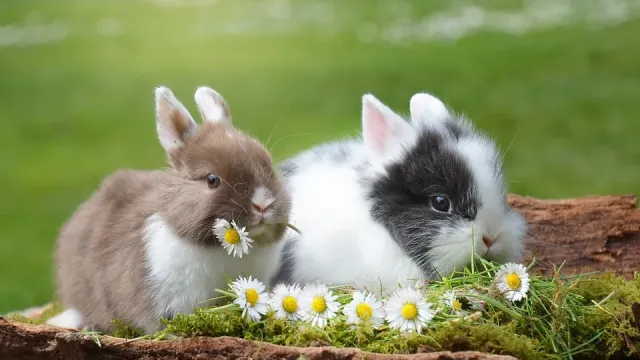 En Güzel 10 Tavşan Irkı