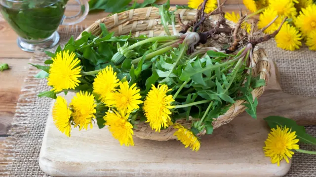 Karahindiba Nedir? Faydaları Nelerdir?